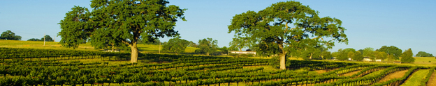 SJCBannerVineyard
