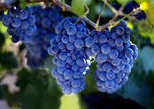 Grapes