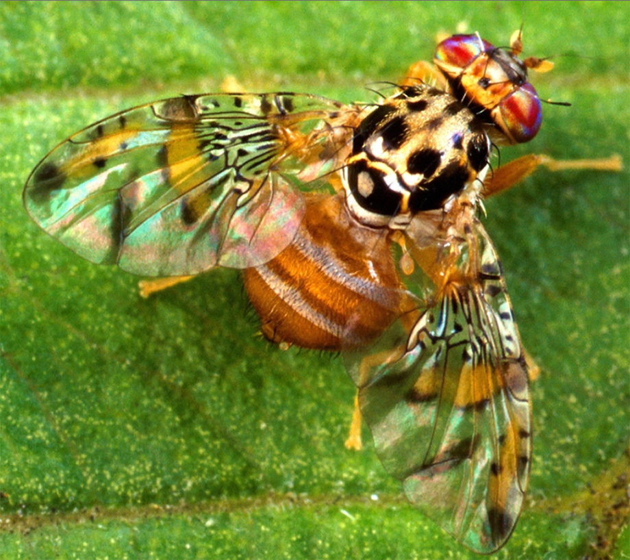 Medfly