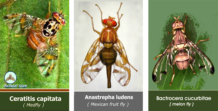 Images of high risk pests including the Medfly, Mexican Fruit Fly, and Melon Fly