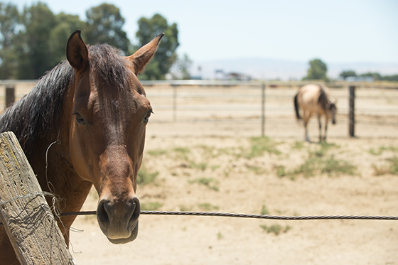 Horses on a ranch