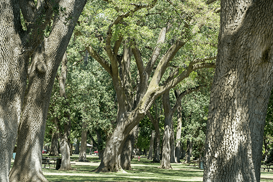 Trees in a wooded area